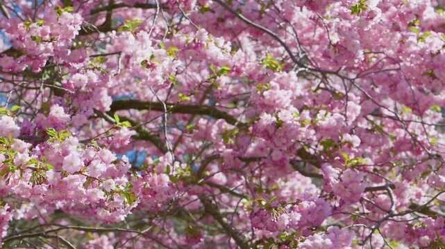 Japanese cherry Prunus serrulata pink spring blossoms filling sunny branches