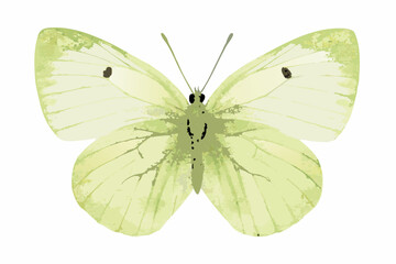 Green butterfly illustration in a watercolor style with delicate vein details © Satyajit