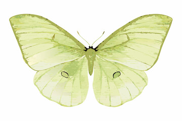 Green butterfly watercolor illustration with delicate wing patterns on a white background © Satyajit