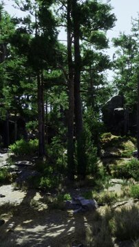 Tall trees grow in a forest. The ground has rocks and green plants. Bright sunlight shines through the branches. It is daytime. The forest feels lively with nature.