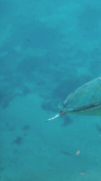 A sea turtle moves gracefully through clear blue water. Sunlight penetrates the surface, illuminating the ocean floor. Coral and rocks are present beneath the turtle.