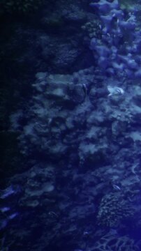 Coral reefs are visible underwater. Many different shapes and colors can be seen. Fish swim around the coral. Light filters through the water creating a vibrant scene.
