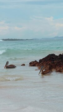 Two brown pelicans in shallow coastal water. A pair of seabirds floats beside reddish rocks as small waves roll toward a distant island.