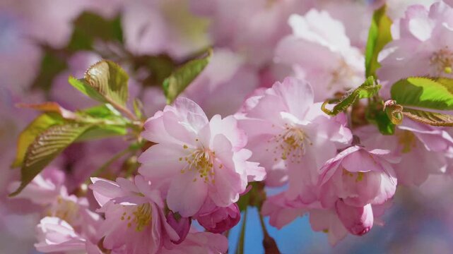 Japanese cherry Prunus serrulata soft pink flowers in dreamy spring closeup