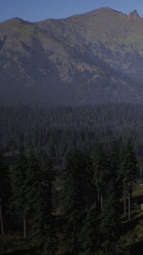 Tall trees stand in the foreground with a misty mountain landscape visible behind them. The scene shows a quiet morning with fog covering some mountain areas.