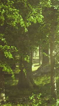Bright green leaves cover trees in a forest, allowing sunlight to shine through. The ground is uneven with thick grass, and shadows are cast by the trees.