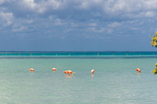 Flamingos en Holbox