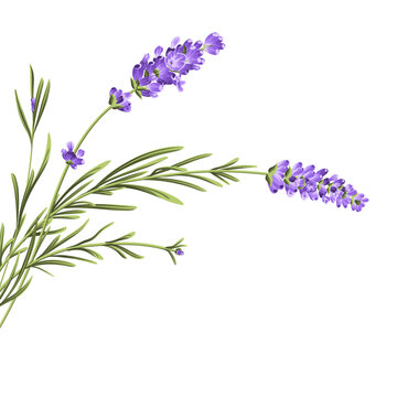 Elegant purple lavender bouquet on white, vector illustration