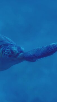 A sea turtle glides through clear blue water. Sunlight penetrates the surface, creating a bright scene. The turtle swims gracefully, exploring its underwater environment.