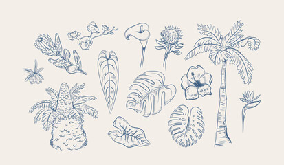 Tropical Flora Collection Hand Drawn Sketch © Mykola Syvak