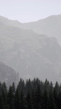 Fog covers the mountains while tall trees fill the foreground. The scene shows a mysterious natural landscape. No animals or people are present in this foggy environment.