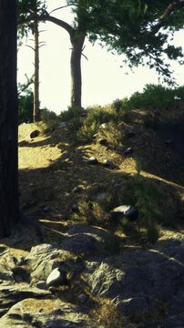 Sunlight shines on a slope covered with rocks and grass. Tall trees stand nearby. The scene shows a natural environment with no human presence.