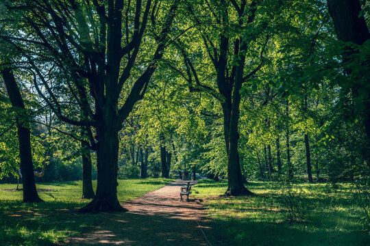 Green park alley with blooming chestnut trees and benches. Lazienki Park, Warsaw.