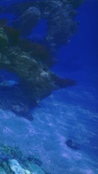 A clear view of underwater space shows blue water and rocky surfaces. Sunlight filters through the water, illuminating the scene. Fish swim gently in the surrounding area.