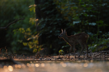 Sarna europejska (Capreolus capreolus) roe deer © Bartosz Rakoczy