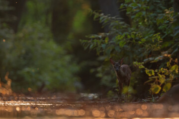 Sarna europejska (Capreolus capreolus) roe deer © Bartosz Rakoczy