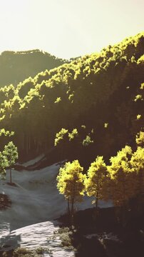 A forest scene shows tall trees with bright green leaves under morning light. The ground has patches of snow and shadows from the trees. The setting is serene and natural.