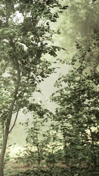 Trees fill the scene under a layer of fog during a morning in a forest. The greenery is dense and creates a natural atmosphere. Light filters through the branches, showing the environment.