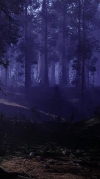 Early morning light shines through tall trees in a dense forest. Shadows stretch across the ground, creating a contrast between light and dark. The environment feels quiet and still.