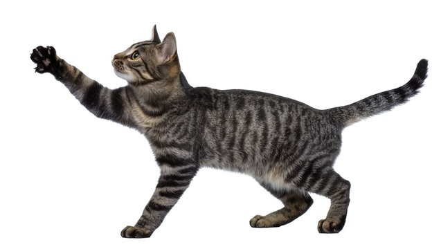 Isolated striped tabby cat extending front paw with claws out, looking alertly to side.