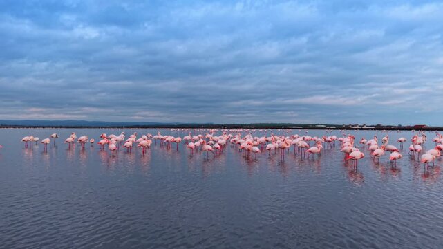 Flamingo flock gathered in reflective wetland water. Pink birds stand in rows with distant fields behind.