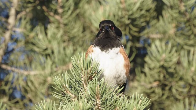 A male Spotted Towhee perched in a pine tree sings its song before flying up into the tree. 