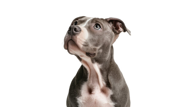 Isolated adorable grey and white Pitbull puppy looking up with a curious expression