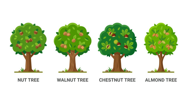 Four labeled cartoon trees with different types of nuts on a white background, showcasing nut tree, walnut tree, chestnut tree, and almond tree.