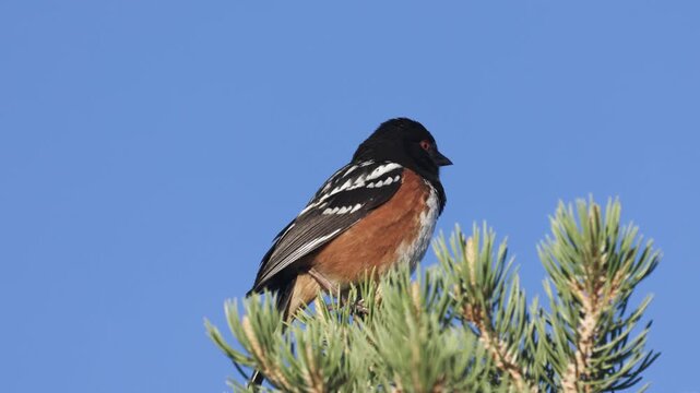 Close up 4k video of a Spotted Towhee singing from the top of a pine tree on a clear blue summer day in Southern Utah USA.