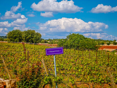 Primitivo vineyard panoramic landscape with wine variety chart, scenic grape fields and viticulture information display for wine production and tourism
