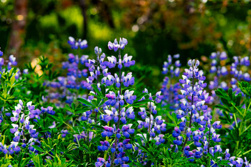 Fototapeta premium Purple and White Lupine Wildflowers in Summer Meadow