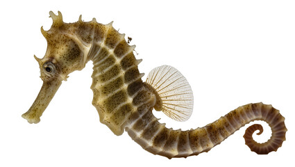 Naklejka premium Isolated ornate seahorse, a unique aquatic animal with distinctive body pattern and curled tail.