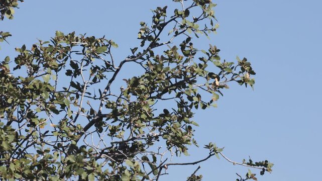 4k video of a Blue Grey Gnatcatcher picking insects from the branches of a bush on a sunny spring morning in the desert of Southern Utah USA. 