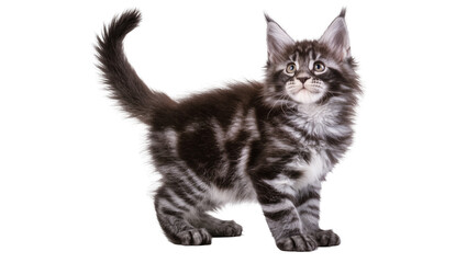 Isolated adorable fluffy silver tabby Maine Coon kitten standing curiously looking up © Francisco