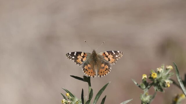 4k video of a Painted Lady butterfly feeding from Yellow Cryptantha flowers on a sunny spring day in the desert of Southern Utah USA.