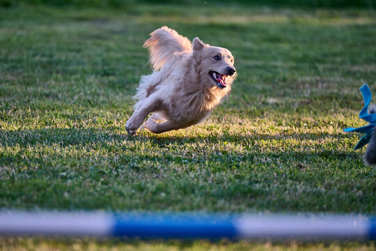 running dog