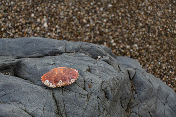 Red crab carapace on a gray coastal boulder © Cam