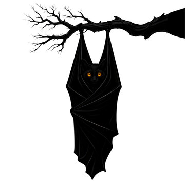 murcielago, halloween, felinos, bate, dibujos animados, vector, ilustraci&oacute;n, animal, negro, noche, silueta, buhos, cuca, luna, alarmante, designio, gorros, chistoso, horror, &aacute;rbol, calabaza, aborto, b
