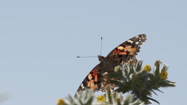 A Painted Lady butterfly spend a few seconds feeding from a Plateau Yellow Miner's Candle flower before fluttering to the next one on a clear sunny spring day in Southern Utah USA.