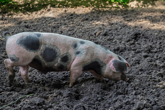Buntes Bentheimer Schwein, eine seltene deutsche Landschweinrasse