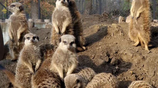 Meerkat group, its scientific name is Suricata suricatta