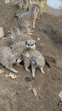 Meerkat group, its scientific name is Suricata suricatta