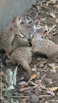 Meerkat group, its scientific name is Suricata suricatta