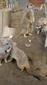 Meerkat group, its scientific name is Suricata suricatta