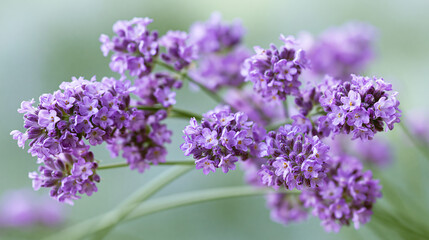 Obraz premium Close-up of vibrant purple flowering plant