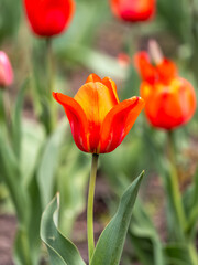 Fototapeta premium Colorful red tulips blossom in spring garden