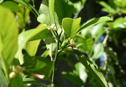 レモン　結実してない不完全花　花後