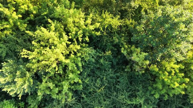 Aerial view of lush green forest canopy with diverse tree species, showcasing vibrant foliage and varying shades of green in a natural landscape during daylight hours