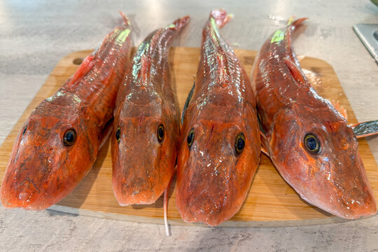 Fresh gurnard, waiting to be filleted, were caught surf casting off a beach in New Zealand