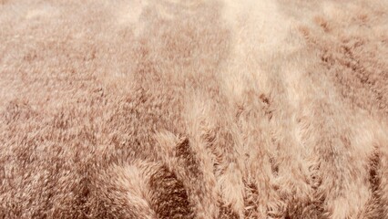 Pink faux fur texture background, soft fluffy blanket backdrop for cozy winter and Valentine day design © Alla